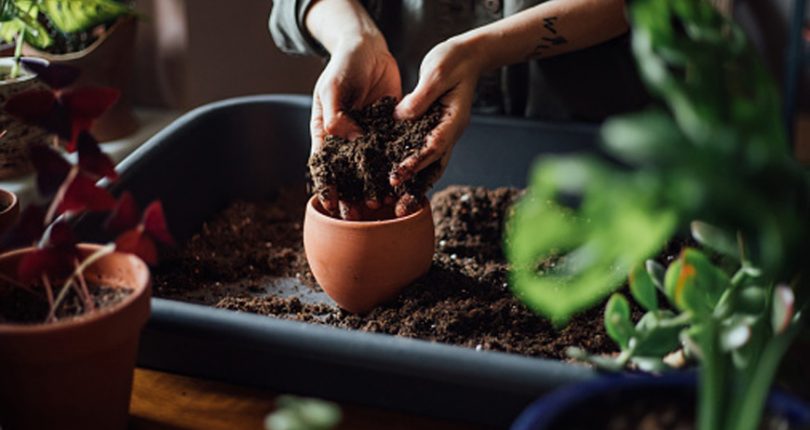 Seasonal Gardening Chores for You